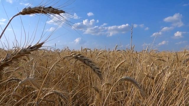 Медитация расслабления и обезболивания схваток во время рождения ребенка. смотреть онлайн