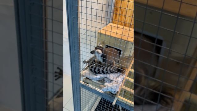 Экзотические животные и бабочки смотреть онлайн