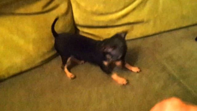 Осторожно! Злая собака! смотреть онлайн