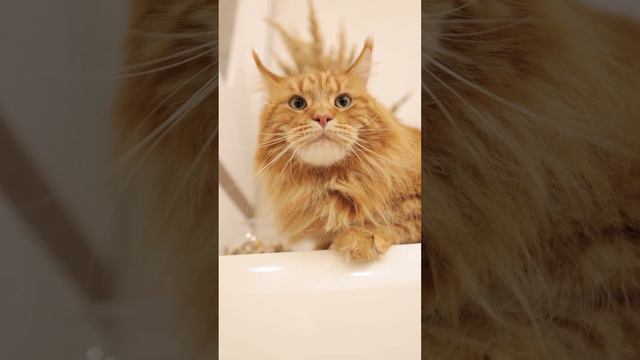 Unique cats name смотреть онлайн