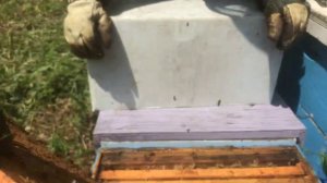 Обработка от Известковый расплод