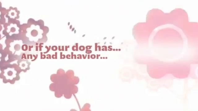 Basenji Temperament   Basenji Hound Training Tips