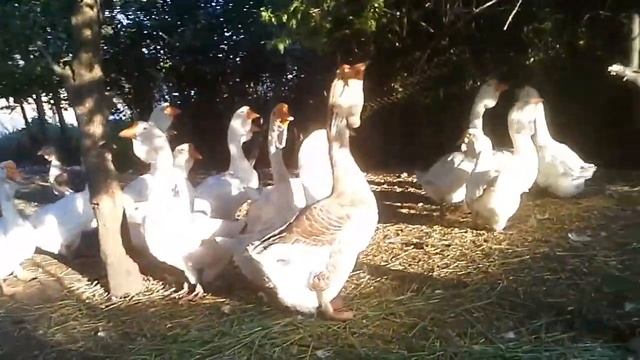 Холмогорские гуси, после племсезона2019г смотреть онлайн