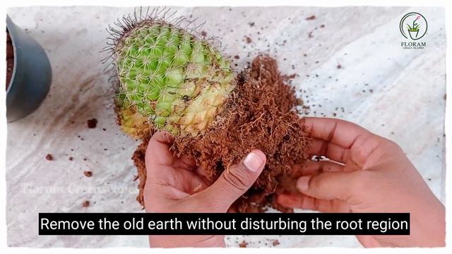 Propagation Of Cactus From Offshoot | Plant Propagation
