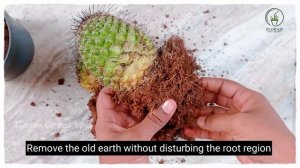 Propagation of Cactus From offshoot | Plant propagation