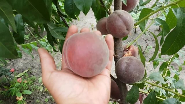 Персик Роял Маджестик /Peach Royal Majestik/ смотреть онлайн