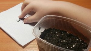 Выращивание Книфофии из семян. Посев семян Книфофии.