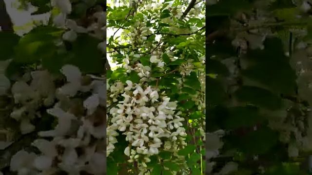 БЕЛАЯ АКАЦИЯ.mp4