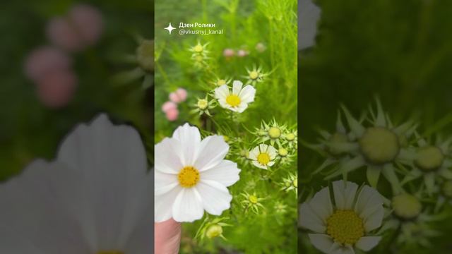 Космея белая🌿 #shorts смотреть онлайн