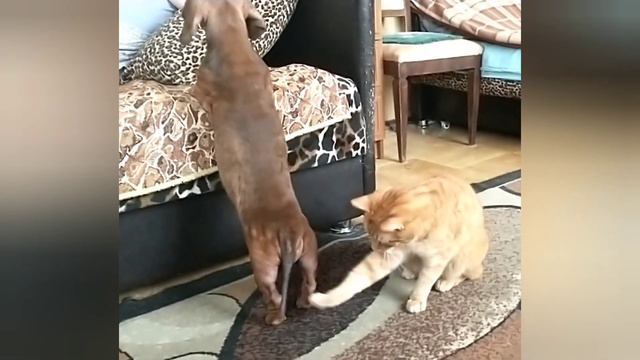 Завтрак с котом. Игра с хвостом. Мороз и солнце 🤗 смотреть онлайн