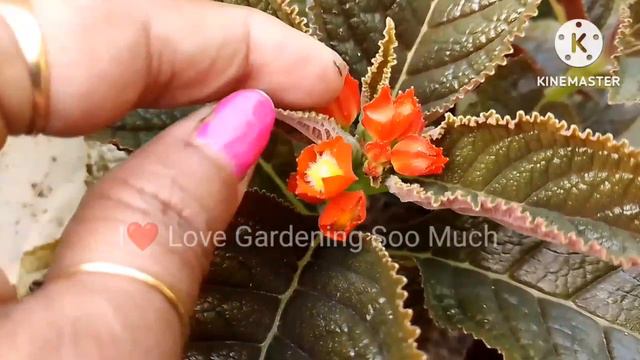 How to care Copper Leaf plant or Sunset Bells in easy ways (Tips &Tricks) @ilovegardeningsoomuch733 смотреть онлайн