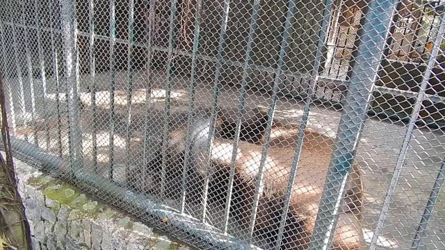 Медведь развлекается с миской смотреть онлайн