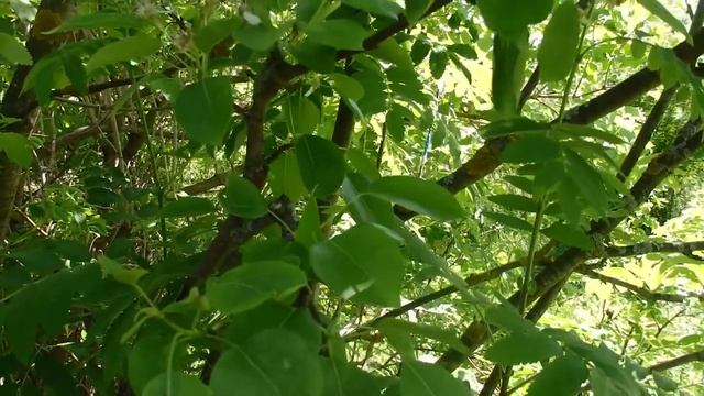 Как растёт Груша на Рябине и цветёт.