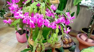 Хотите крепкий декабрист и пышное цветение всю зиму? Смотрите видео. Уход за декабристом от а до я!