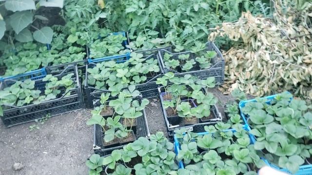 Убрал чеснок на клубнике смотреть онлайн