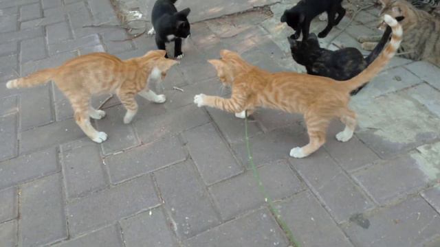 Cute wild kittens play🐆Дикие котята играются🐅遊ぶかわいい野生の子猫🐈귀여운 야생 고양이 재생😻Wilde Kätzchen spielen смотреть онлайн