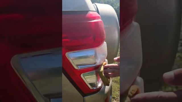 Чистота без границ