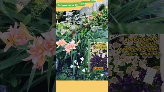 ЦВЕТЫ как на картинке - ОЖИДАНИЯ и РЕАЛЬНОСТЬ !#цветыизсемян#цветыкакнакартинке#семенацветов смотреть онлайн