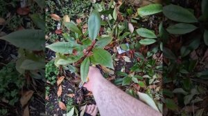 Обрезка Фотинии. Расчистка клумбы. Дикая ежевика. Англия 18 Июня 2023 #фотиния