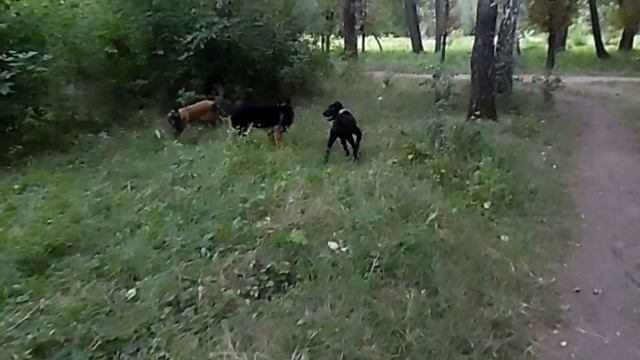 Дрессировка собак, видео " Разминка перед тренировкой!" смотреть онлайн