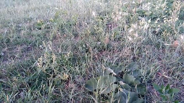ПРЕДСКАЗАНИЕ КО 2 ЧАСТИ ПАША ПЭЛ! ПАША ПЭЛ почему надо удалить видео паша пела на своем канали смотреть онлайн