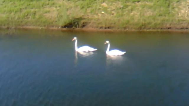 лебеди с вонкорского месторождения смотреть онлайн