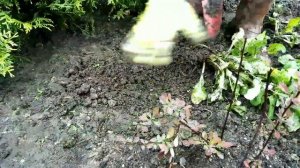 Посадка маргариток