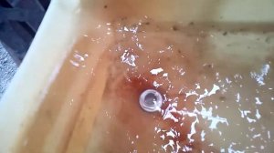 Поилка для свиней из канистры полипропиленовой трубы и школьного стула .