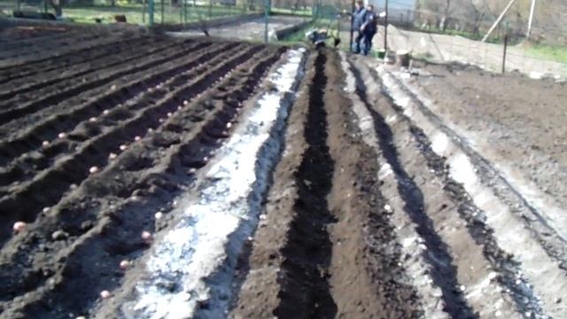 Посадка картофеля под культиватор смотреть онлайн
