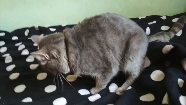 Кот извращенец