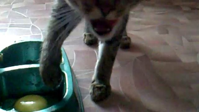 Как правильно нужно кушать яйЦо!!))).mp4 смотреть онлайн