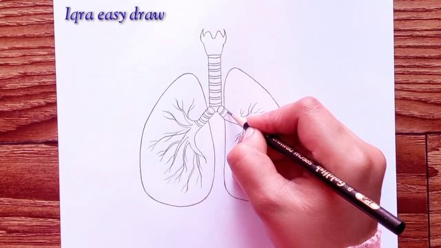 How to draw lungs - very easy for beginners || Lungs Drawing || step by step смотреть онлайн