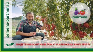 ИНДЕТЕРМИНАНТНЫЙ ТОМАТ МАЛИНОВАЯ ИМПЕРИЯ F1