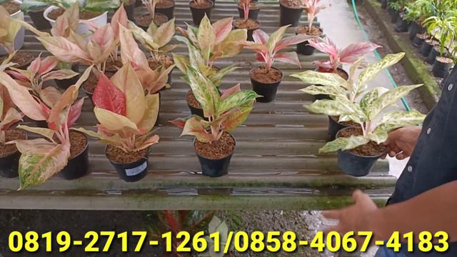 OBRAL MURAH BEBAS PILIH TANAMAN HIAS TERBARU & AGLAONEMA KOLEKSIAN TERMURAH EDISI PART 01 смотреть онлайн