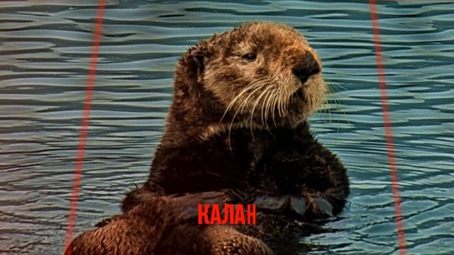 КРАСНАЯ КНИГА РОССИИ. ЖИВОТНЫЕ смотреть онлайн