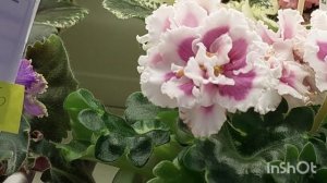 02.06.23./НОВИНКИ!/Выставка фиалок в Доме фиалки#фиалки#выставка#