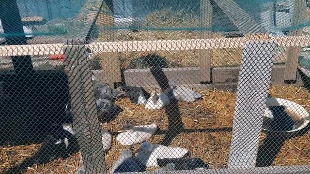 МОЙ ОПЫТ СОДЕРЖАНИЯ УТОК. Уткам 1 месяц, условия, кормление, обзор загона для уток. смотреть онлайн