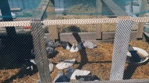 МОЙ ОПЫТ СОДЕРЖАНИЯ УТОК. Уткам 1 месяц, условия, кормление, обзор загона для уток.