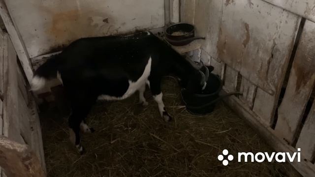 Морозы на Подворье.Совсем простецкое домашнее печенье// смотреть онлайн