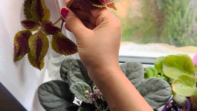 Как вырастить Колеус Дома 🏡 смотреть онлайн