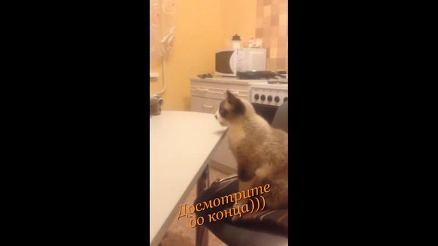 Наш кот Чип смотреть онлайн