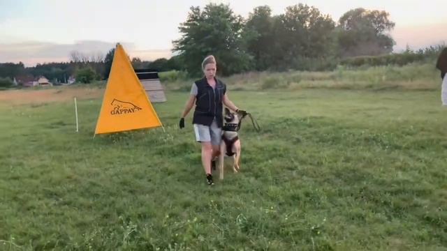 Protection with malinois. Euros iz Gratsiano - 15 months old ⚡️ смотреть онлайн