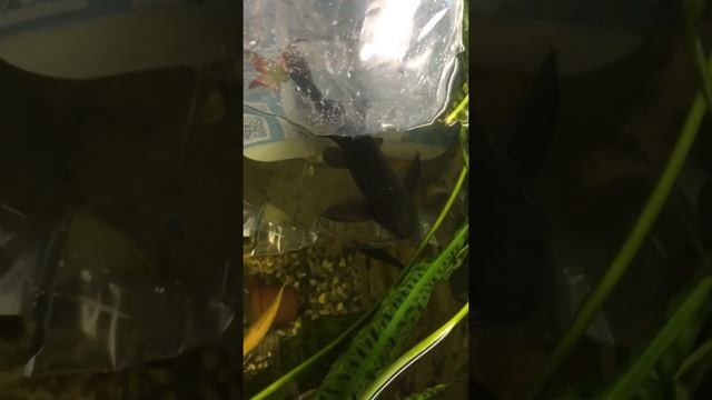 Вуалехвостый синадонтис смотреть онлайн