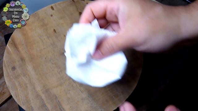 Caixinha da Felicidade N°24 - Echeveria Reppling Waters Variegata - Suculenta da Shopee смотреть онлайн