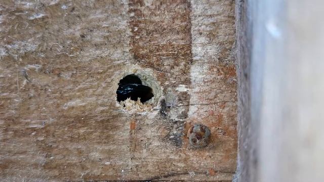 Xylocopa violacea смотреть онлайн