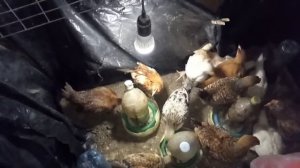 Качественный свет у цыплят, важен для роста! На примере Чуждых цыплят.