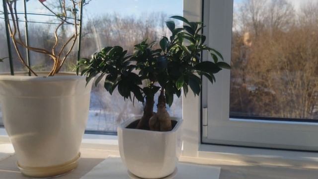 ОБЗОР МОЕЙ ОРАНЖЕРЕИ/ КОМНАТНЫЕ РАСТЕНИЯ смотреть онлайн