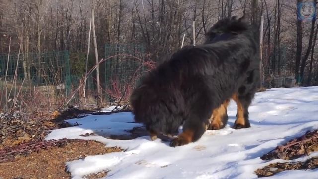Тибетский Мастиф Против Стаи Волков! Самая дорогая порода собак в мире.... смотреть онлайн