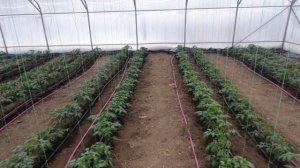 Высадка рассады в теплицу и модернизация отопления.