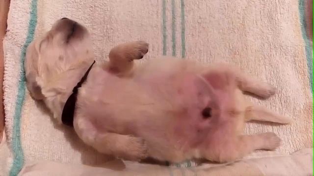 Сон щенка. Золотистый ретривер смотреть онлайн